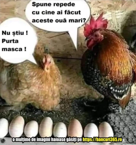 De ce cocosul o interogheaza pe o gaina