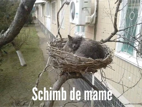 emisiunea schimb de mame versiunea animala