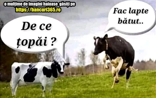 motivul pentru care topaie o vaca