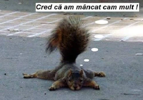 o veverita care a mancat cam mult