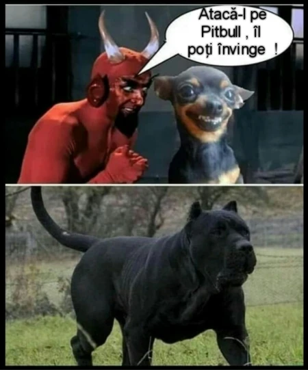 pe cine vrea sa atace un caine